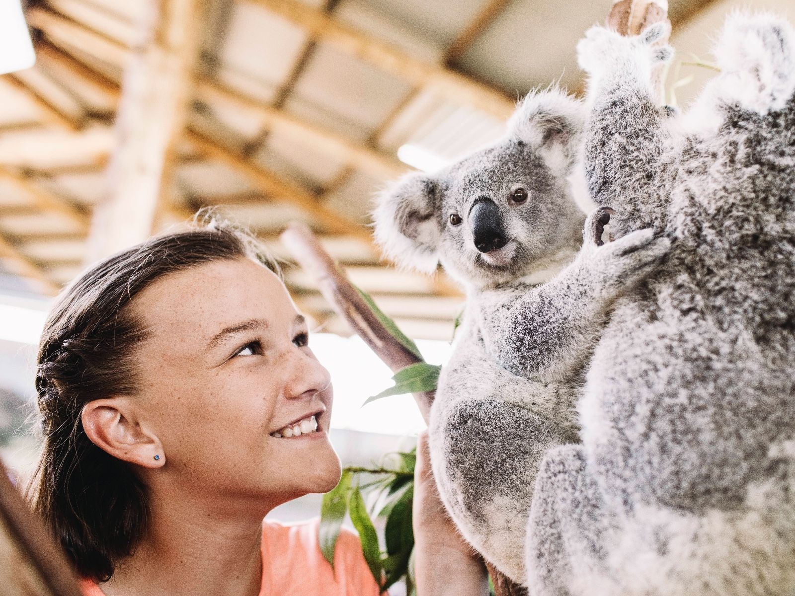 Young Girl With Two Koalas, Virtual Zoo Tour